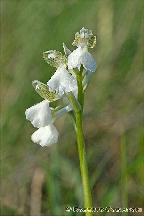 orchidee emiliano romagnole